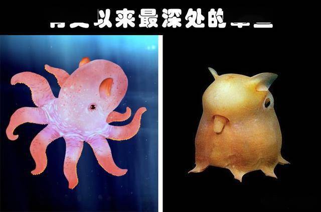 中国海底大动作：深海生物群落揭秘！