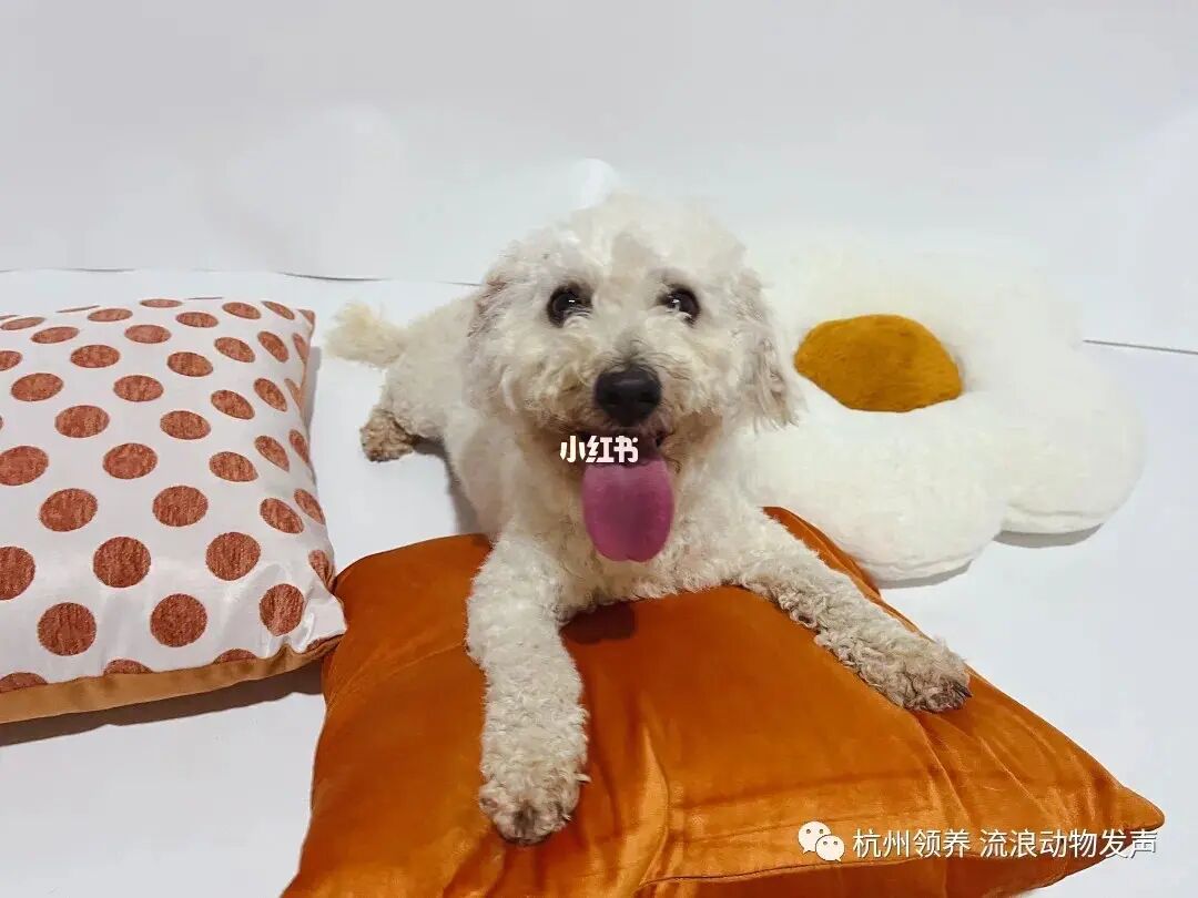 家养古牧弟弟配种重庆宠物服务_听说家养宠物八年以上即为妖_家养小宠物雪貂视频