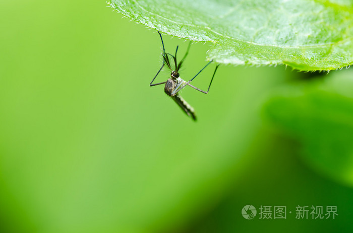 蚊子先生游戏日本_蚊子先生游戏_蚊子先生游戏解说