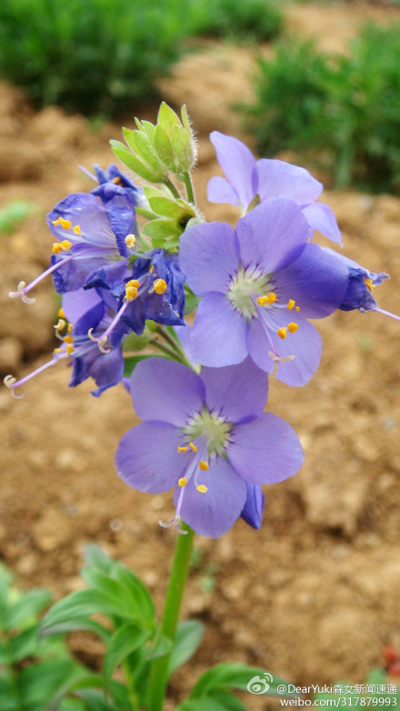 新花冠游戏_花冠游戏cg_花冠游戏猎奇