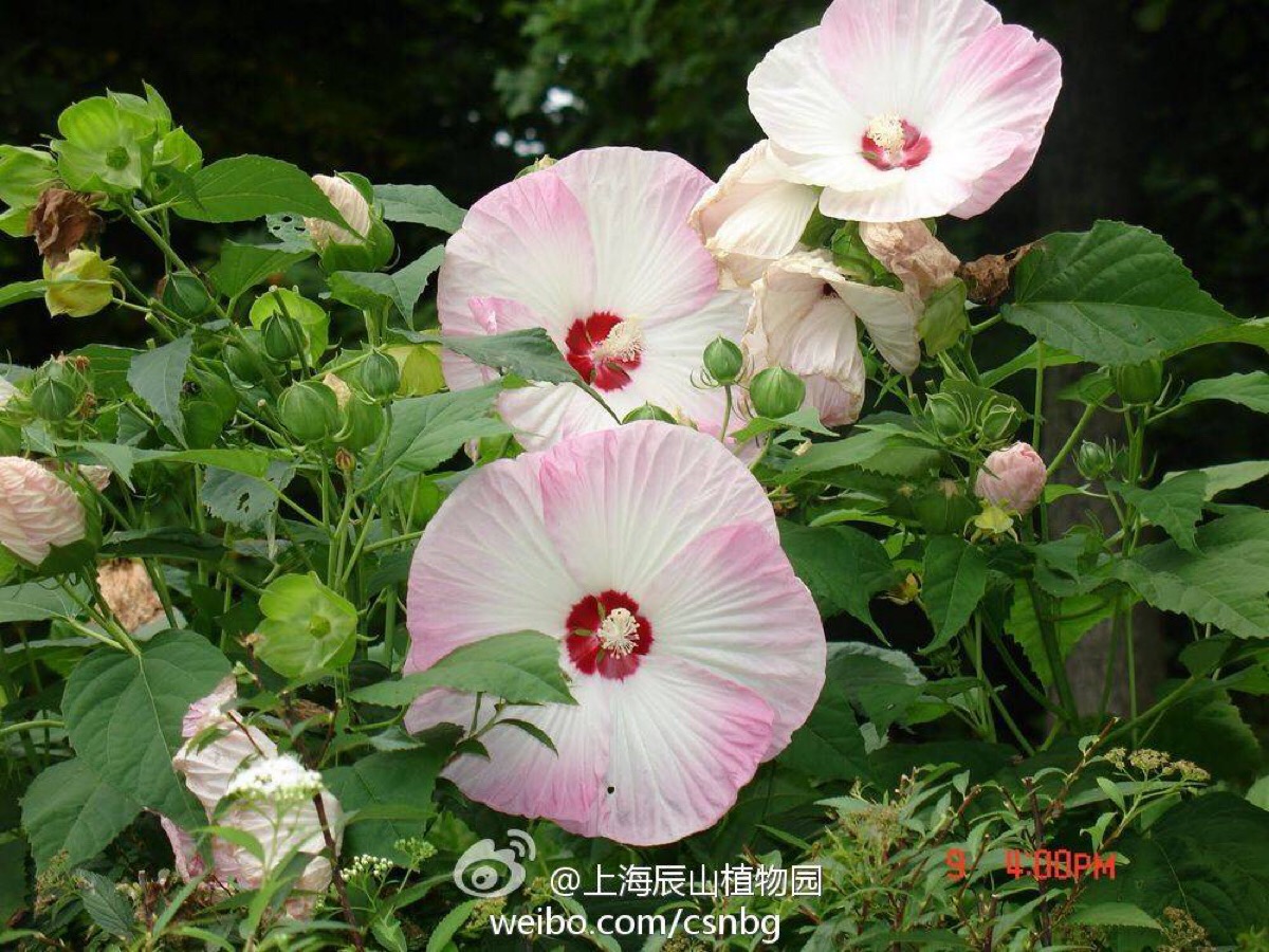 花冠游戏cg_新花冠游戏_花冠游戏猎奇