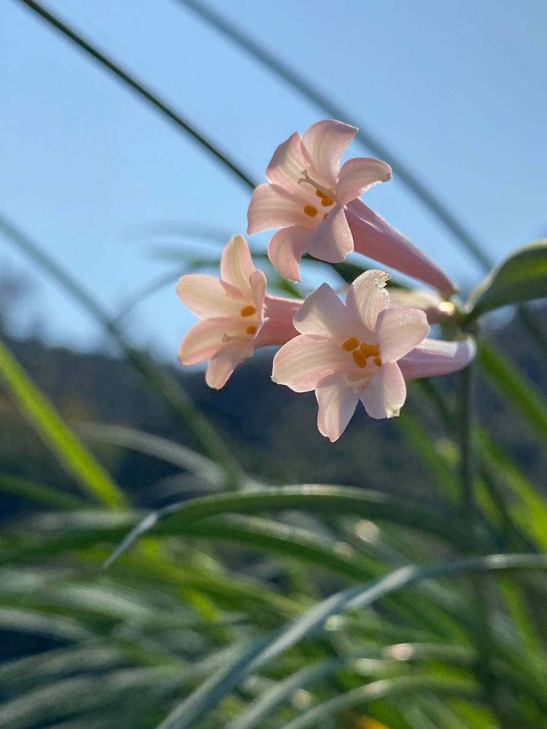 新花冠游戏_花冠游戏猎奇_花冠游戏cg