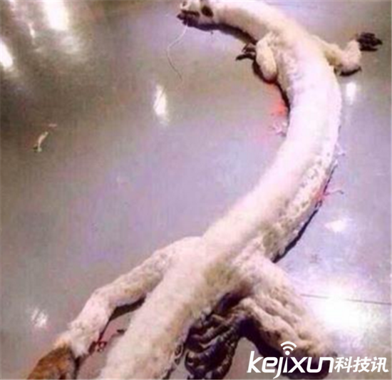 世界上的蛟龙长什么样_蛟龙真的存在吗科学家_世界上有蛟龙吗证据图