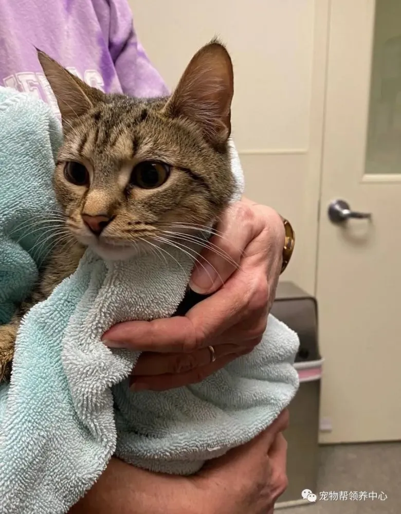 拆弹猫牌分别有几张_拆弹猫_拆弹猫卡牌有哪些分别有几张