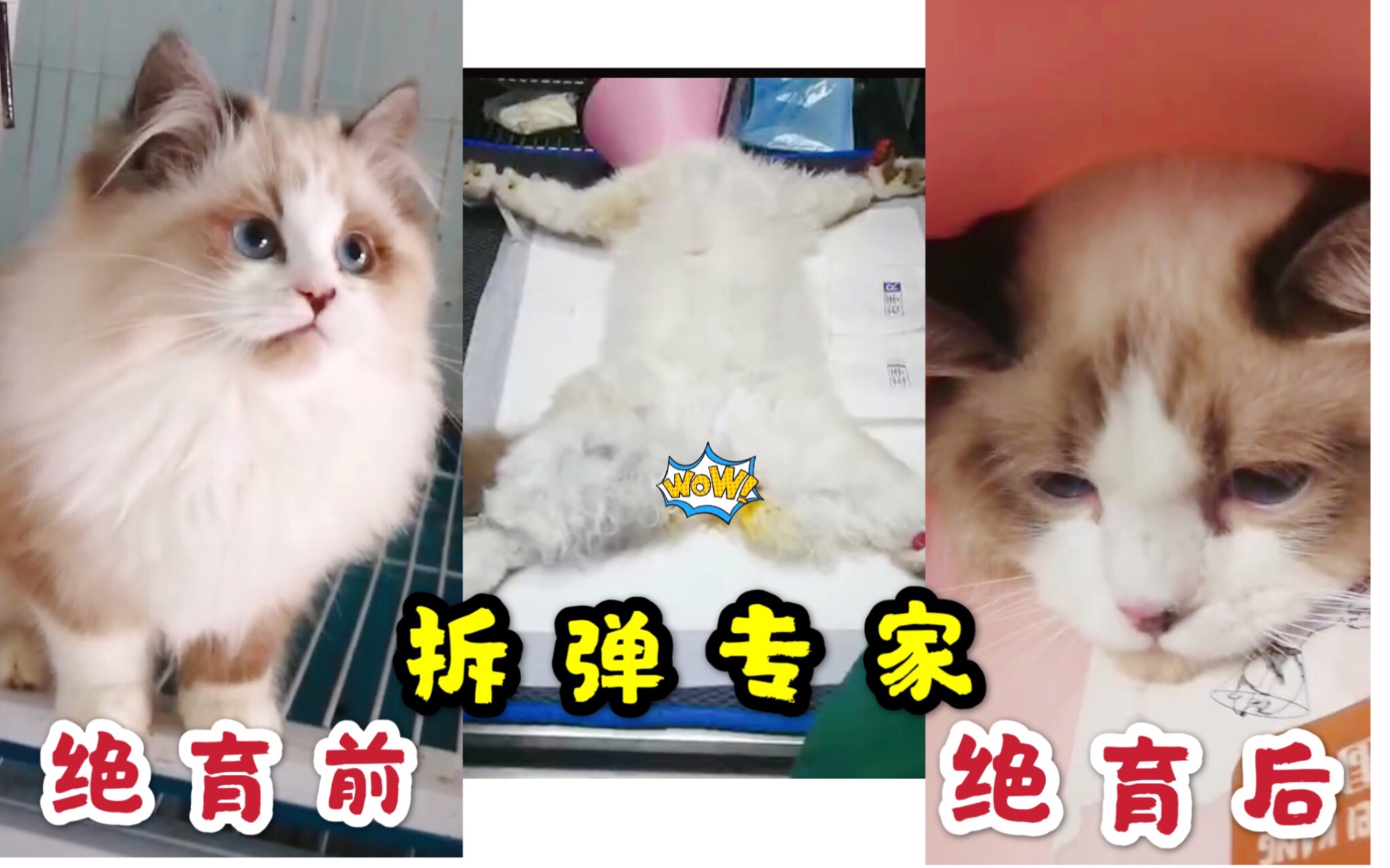 拆弹猫卡牌有哪些分别有几张_拆弹猫牌分别有几张_拆弹猫
