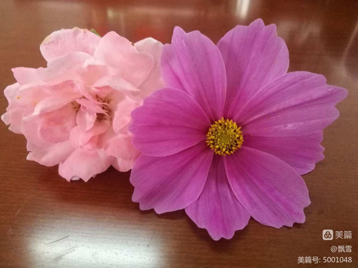 摘花英文_摘花的诗词_摘花瓣
