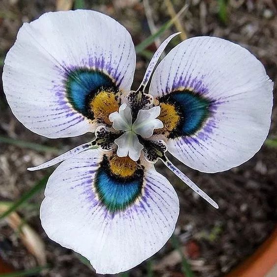 摘花瓣_摘花英文_摘花的诗词