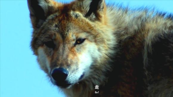 在线ktv大型视频社区_狼群社区视频www在线_动物世界之回归的狼群2部视频
