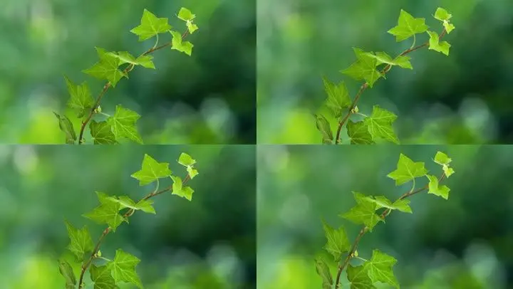 蓝天下的阳光，我独爱的种植乐园