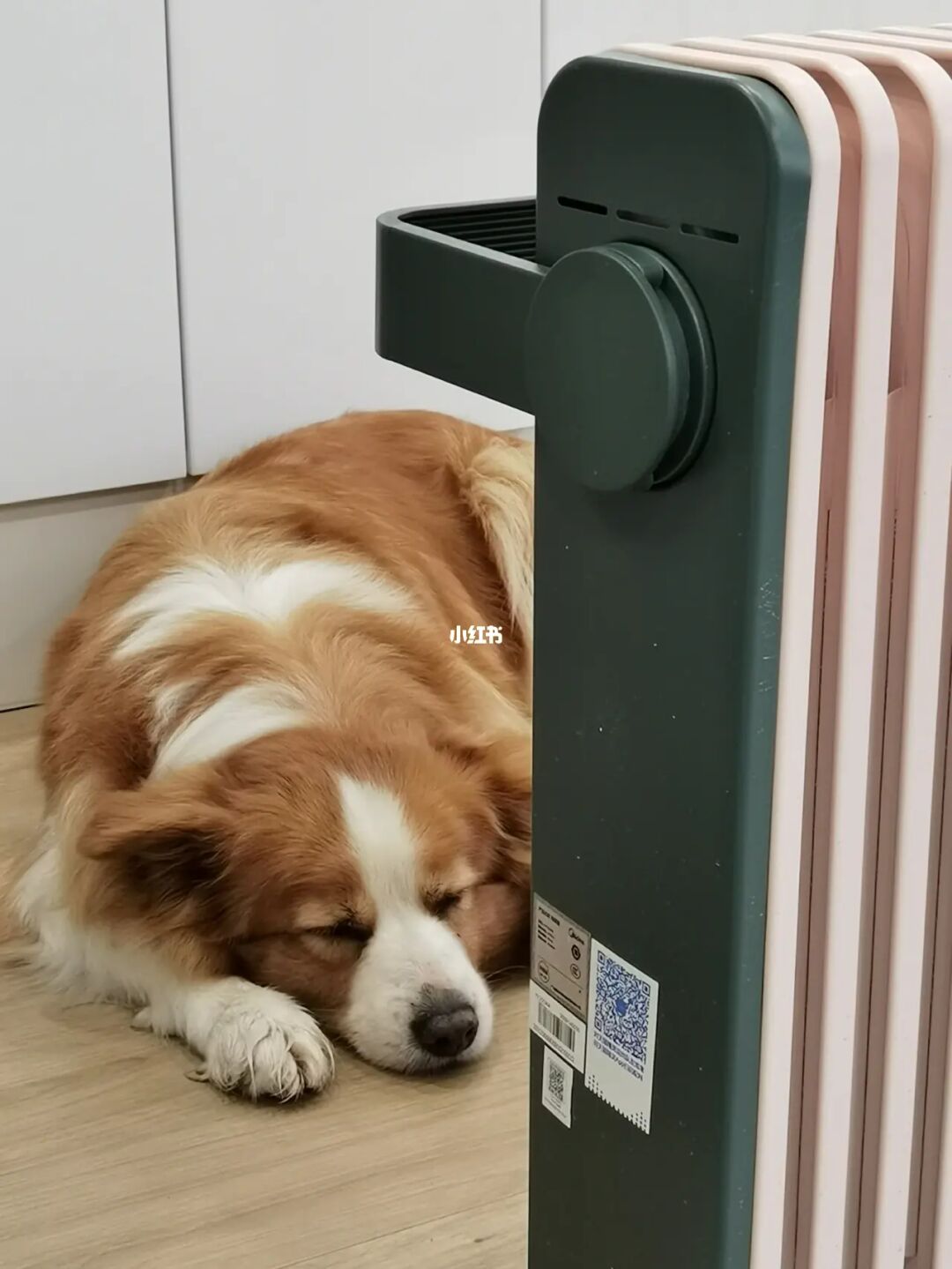 把狗放冰箱虐狗女_狗和狗交配_特狗