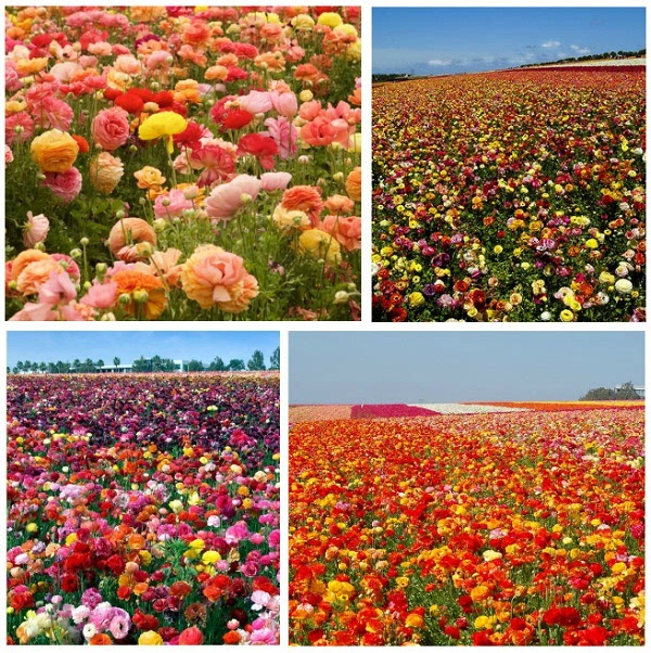 鲜花直播话术_鲜花直播_鲜花直播间