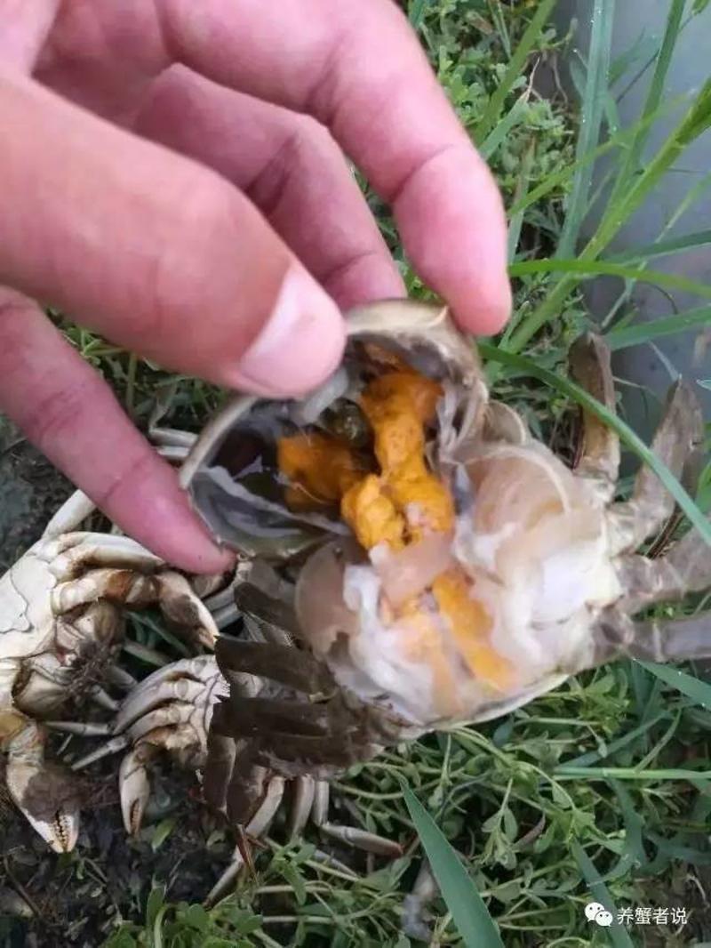 螃蟹鳃长在哪个部位_螃蟹的鳃长在哪_螃蟹鳃长什么样