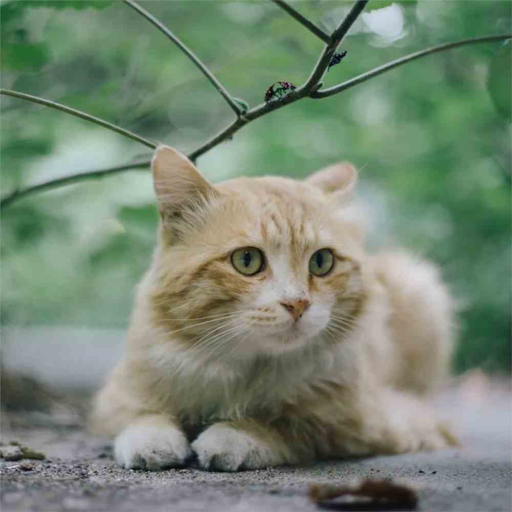 北大猫咪图鉴官网_北大猫咪图鉴小程序_北大猫咪图鉴