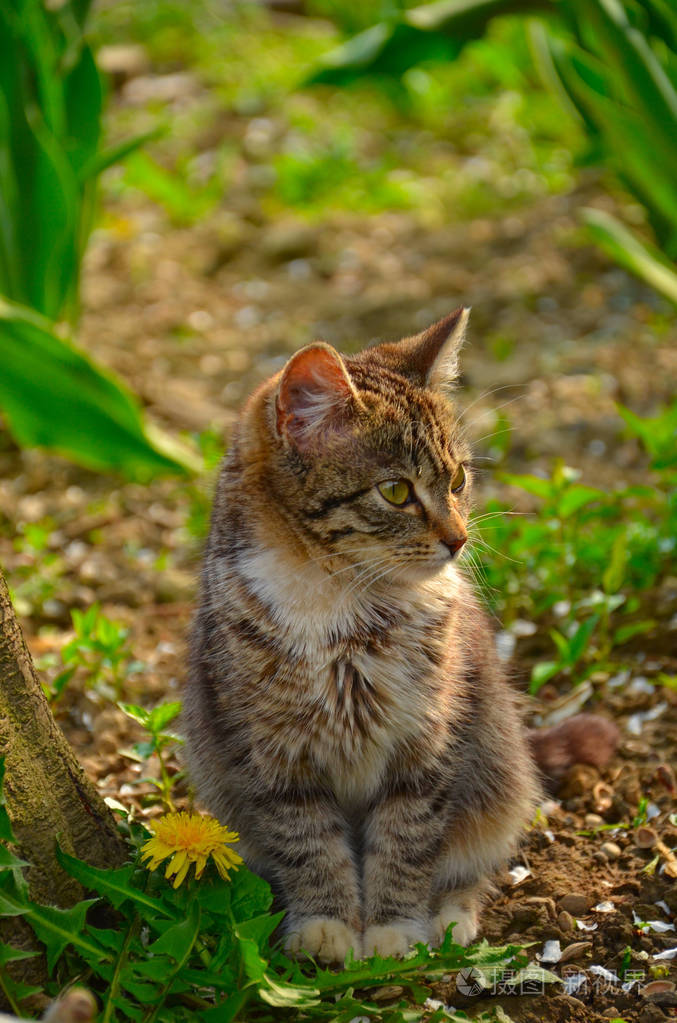 猫尾香蒲：呵护生态之美