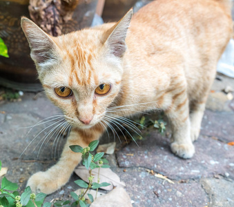 猫尾巴香_香蒲猫尾草_猫尾香蒲