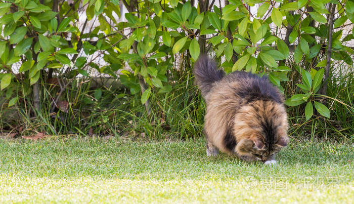 猫尾巴香_猫尾香蒲_香蒲猫尾草