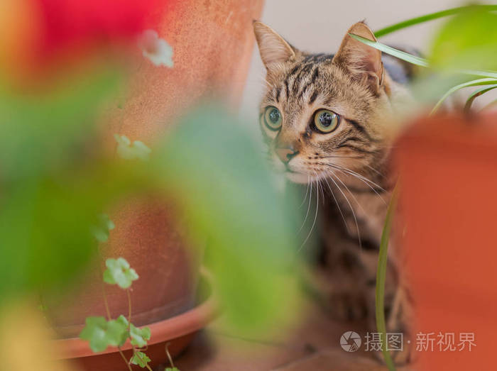 猫尾巴香_猫尾香蒲_香蒲猫尾草