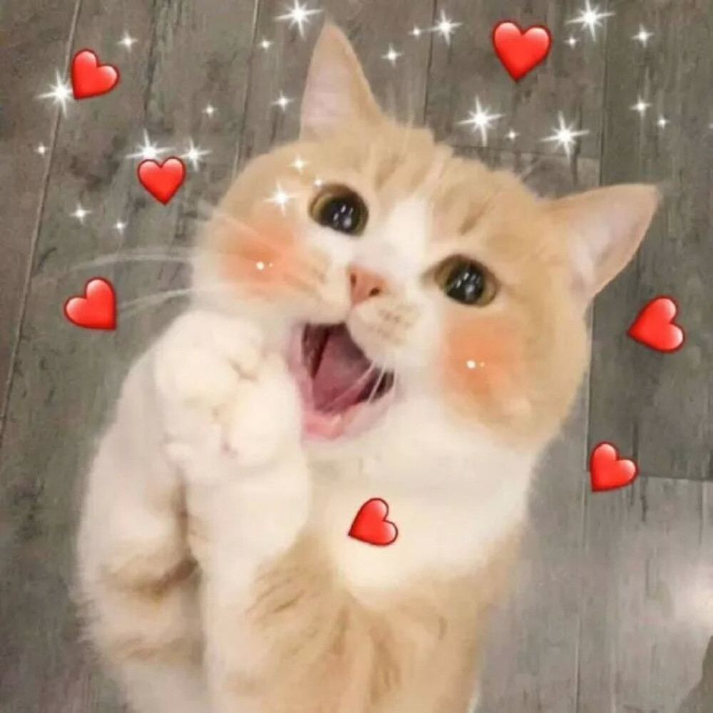 猫表情包最近很火_最近火的猫表情是谁_很火的猫表情包gif