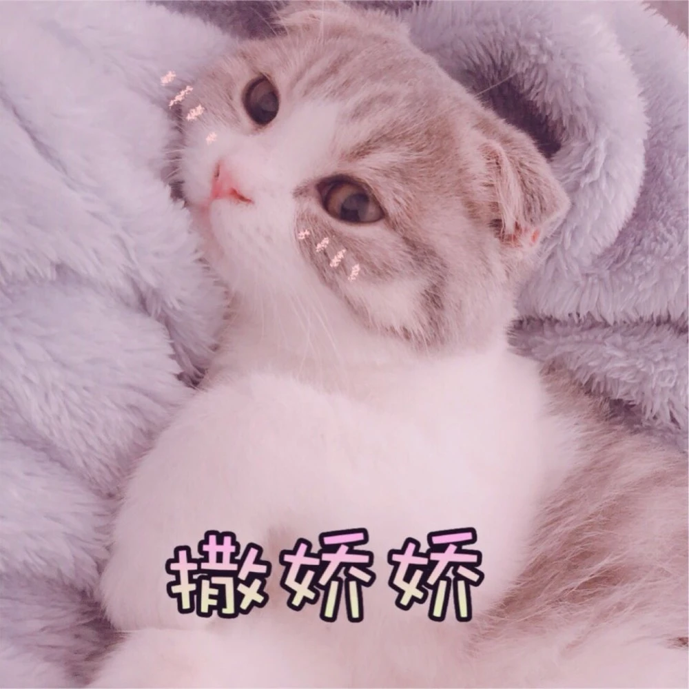 很火的猫表情包gif_猫表情包最近很火_最近火的猫表情是谁
