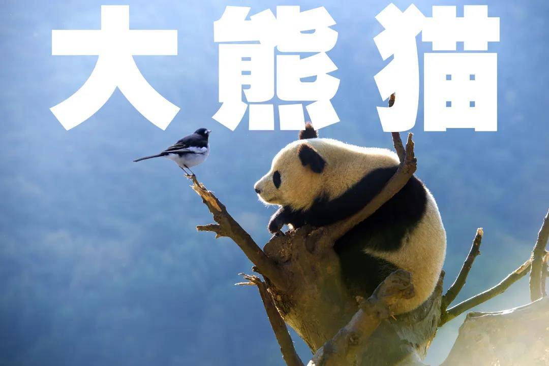 冰火熊猫大冒险2无敌版_冰火熊猫大冒险2无敌版_冰火熊猫大冒险2无敌版