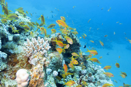 海底生存游戏手机版_海底生存游戏手机_海底生存手机版