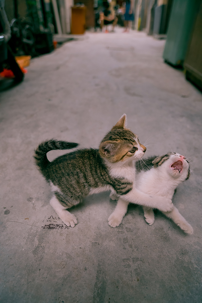 猫调教游戏手机版免费下载_调教女仆免费手机版_星猫大富翁手机版下载