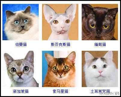 推荐的猫咪养成小游戏_猫咪养成游戏苹果手机下载_猫猫养成系列游戏