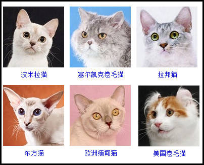 猫猫养成系列游戏_猫咪养成游戏苹果手机下载_推荐的猫咪养成小游戏