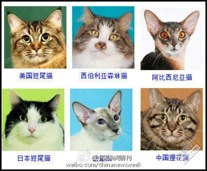 推荐的猫咪养成小游戏_猫咪养成游戏苹果手机下载_猫猫养成系列游戏