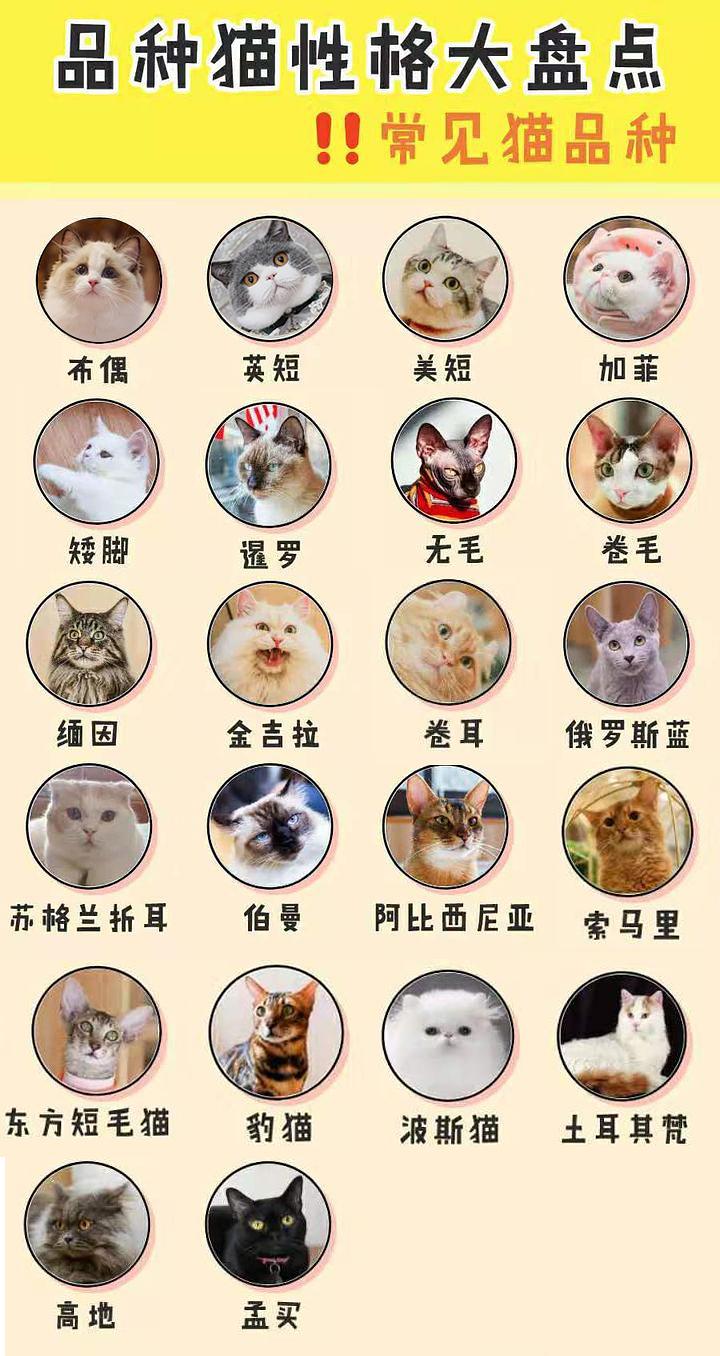 猫咪养成游戏苹果手机下载_猫猫养成系列游戏_推荐的猫咪养成小游戏