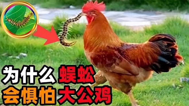 黑鲨游戏手机吃鸡倍镜在哪_黑鲨游戏手机吃鸡倍镜在哪_黑鲨游戏手机吃鸡倍镜在哪