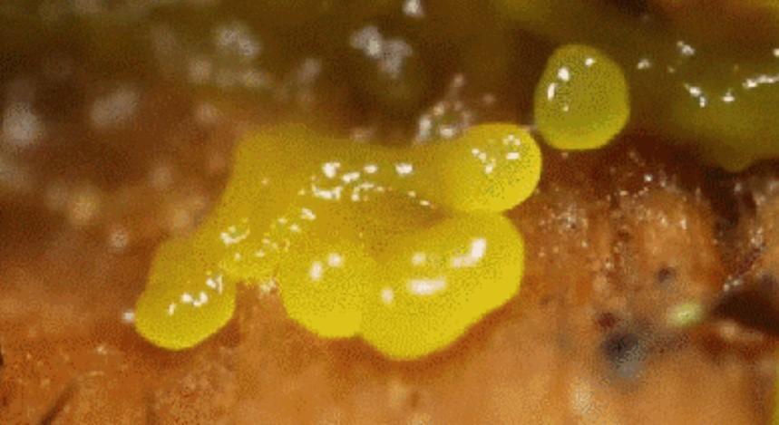 转生史莱姆成为世界最强暗杀者_转生史莱姆成为魔王必备的条件_转生成为史莱姆