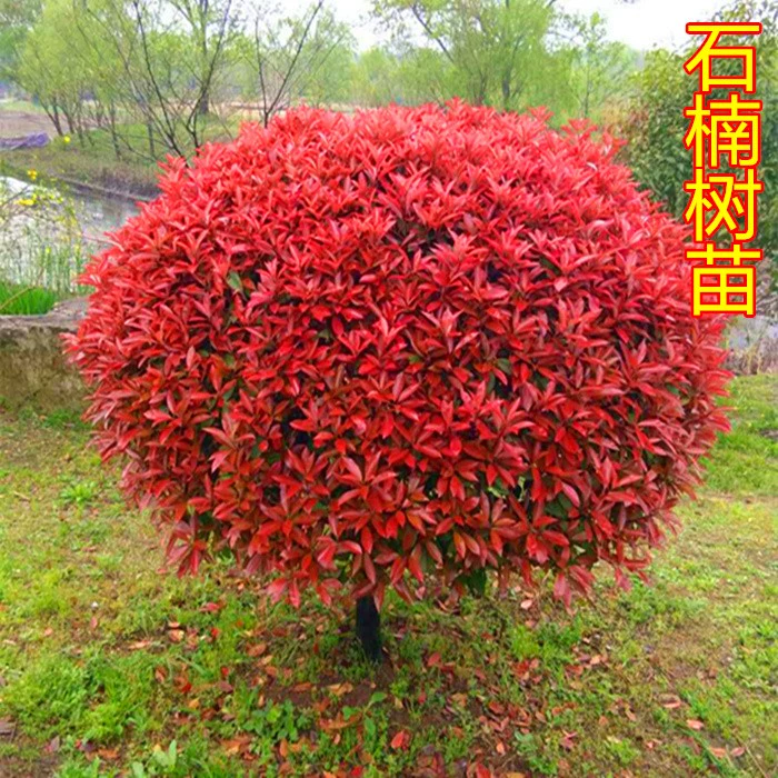有园丁的游戏叫什么_园丁手机游戏_手机游戏园丁在线玩