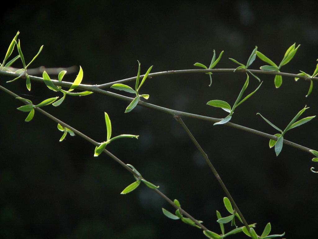 仲春时节_仲春时节的意思_什么是仲春时节的先声