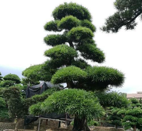 熔岩魔神爱的假人表情包_熔岩魔神效果_熔岩魔神