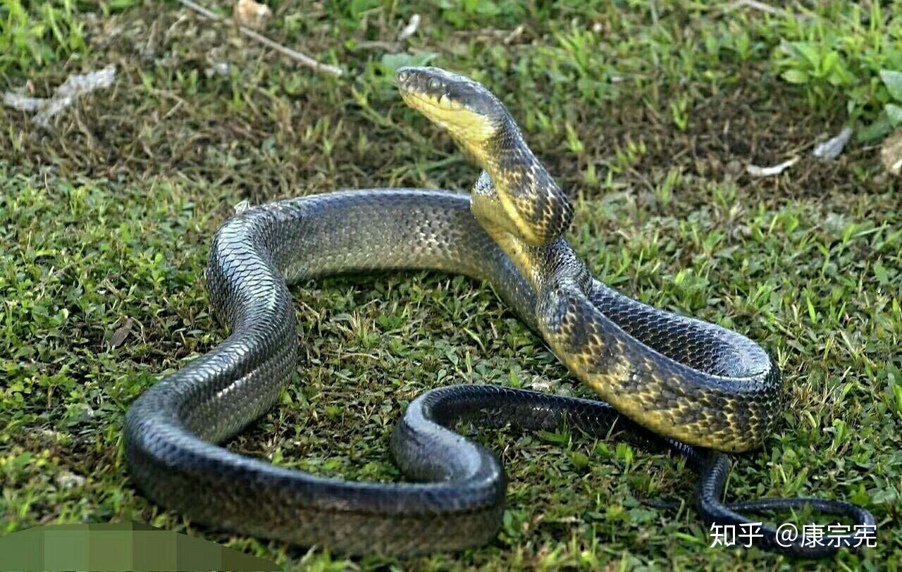 熔岩魔神_熔岩魔神爱的假人表情包_熔岩魔神效果