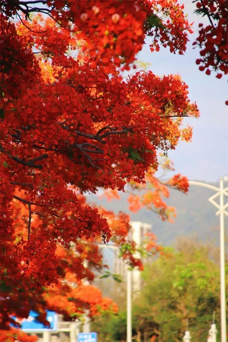 原神羽球节_羽球节_羽球节和风花节是一个节日吗