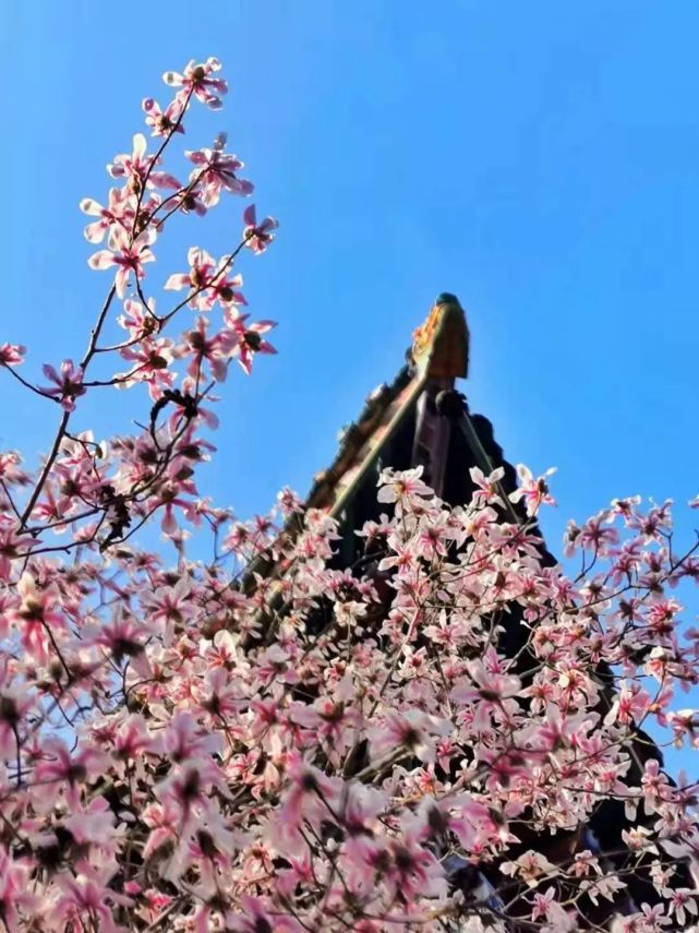 元旦文章_元旦文章内容摘抄大全_元旦文章朗诵