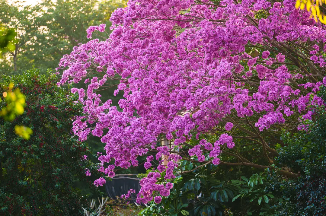 猴子沙滩奔跑表情包_黑猴子沙滩游戏苹果手机版_黑猴子沙滩游戏最新版2020